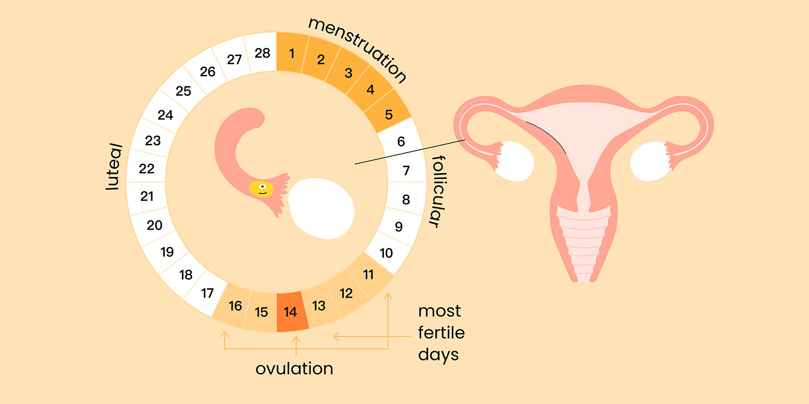 menstruation has 4 phases