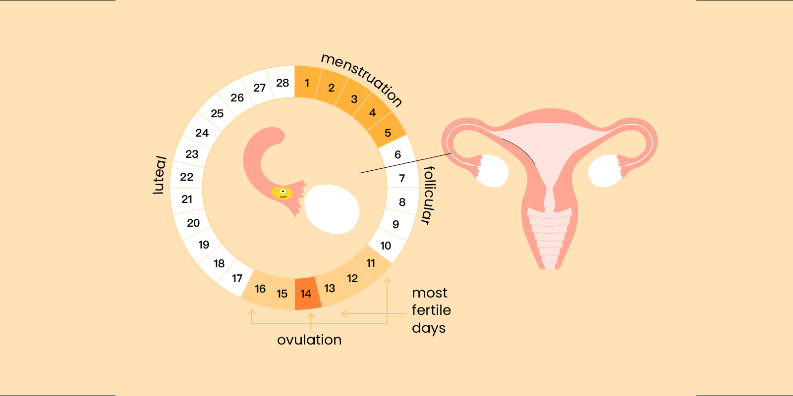 cartton of women's menstrual cycle 4 phases