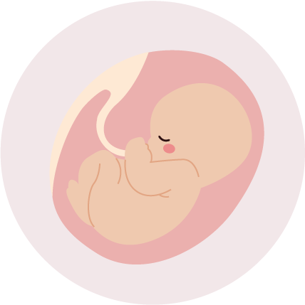 cartoon of a embryo