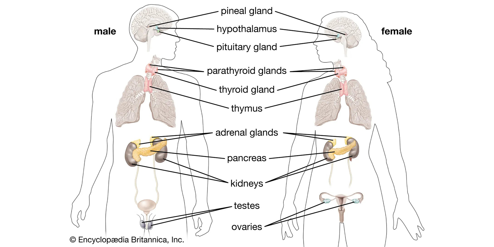 Endocrine Glands in human body