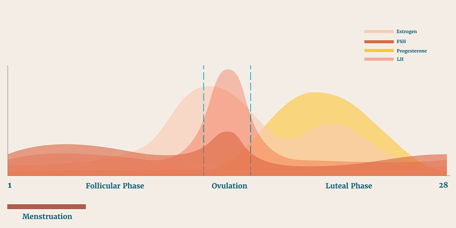 menstrual cycle